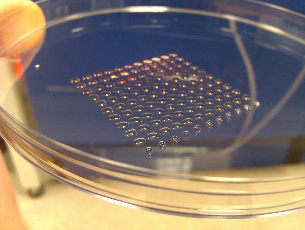 Un premier tissu tridimensionnel obtenu à partir de cellules souches embryonnaires